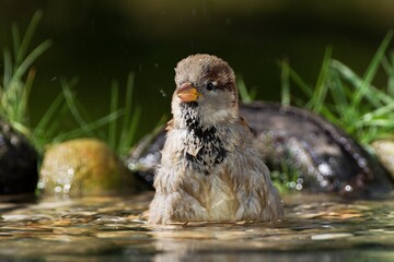 House sparrow, male in the water of the bird watering hole while bathing. Moravia. Czechia. 