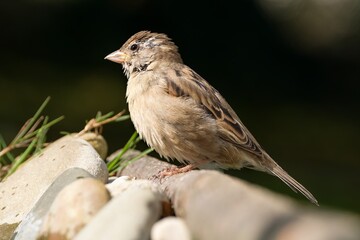 House sparrow, female on a stick near stones. Moravia. Czechia. 