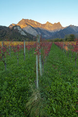 Naklejka premium Weinberg