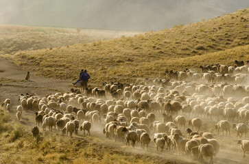 flock of sheep in the field