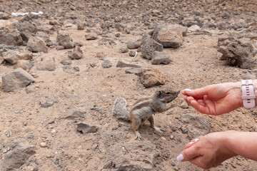 Hand feeding of the Barbary ground squirrel . Fuerteventura. Canary Islands. Spain.