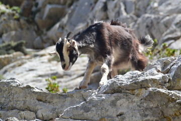 Ziegenjungtier am Mount Zeus