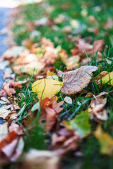 fall leaves on the ground