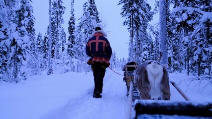 traditionally dressed suomi man walks next to sleigh, leads cart with reindeer, Lapland, Northern Finland, Lapinkyla resort, traditionally tourism, ride safari with snow Finnish Arctic north pole