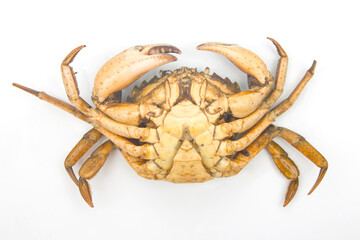 Yellow sea crab on a white background.