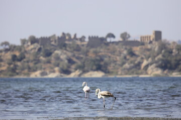 Flamingos Fed In The Wetland in bodrum turkey.