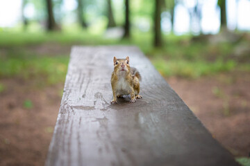 Chipmunk looking at viewer while standing on picnic table bench in park