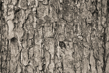 wooden pattern,tree surface crack seamless pattern
