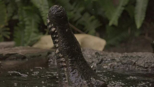 This close up video shows a crocodile snapping it's mouth and eating fish in slow motion.