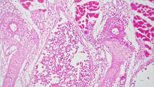 Lung of a human in Longitudinal section filmed under microscope 200x against bright field. Macro isolated view of pulmonary organ. Investigation of respiratory system and structure using lab equipment