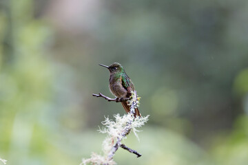 Fototapeta na wymiar Hummingbirds 
