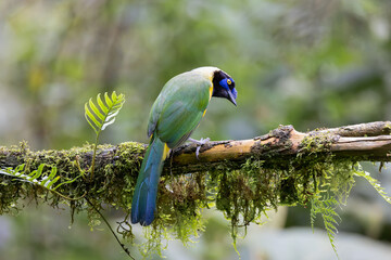 Green Jay