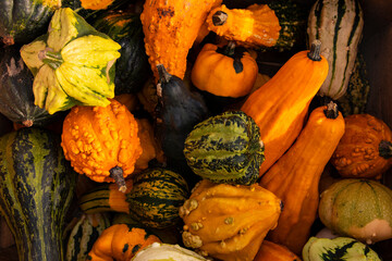 orange, yellow, green and striped small ornamental pumpkins. Colorful background with decorative pumpkins for Halloween decoration. Autumn harvest. Brightly colored vegetables at a farmer's fair