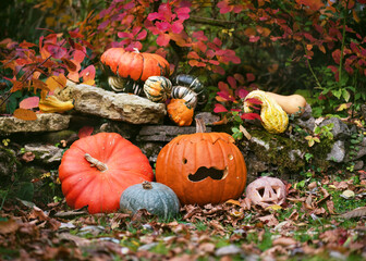 Beautiful pumpkins, squash and cute curved orange pumpkin with funny moustache face in the autumn garden. Halloween decoration.