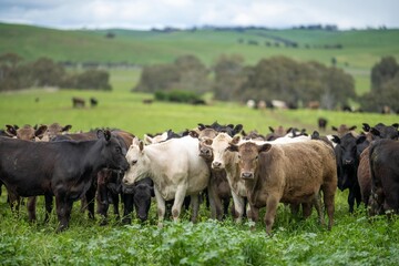 Stud Angus, wagyu and murray grey, Dairy, beef bulls and cows, being grass fed on a hill in Australia.