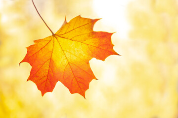 maple leaves are yellow on a blurry background