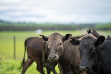 Naklejka na ściany i meble Stud Angus, wagyu and murray grey, Dairy, beef bulls and cows, being grass fed on a hill in Australia.