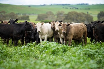 Regenerative Stud Angus, wagyu, Murray grey, Dairy and beef Cows and Bulls grazing on grass and...