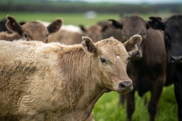 Fototapeta premium sustainable agriculture cow farm in a field, beef cows in a field. livestock herd grazing on grass on a farm. african cow, healthy regenerative food production
