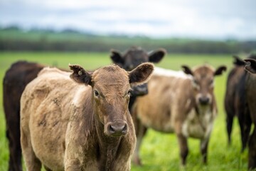 Regenerative agriculture cows in the field, grazing on grass and pasture in Australia, on a farming ranch. Cattle eating hay and silage. breeds include speckle park, Murray grey, angus, wagyu, dairy.