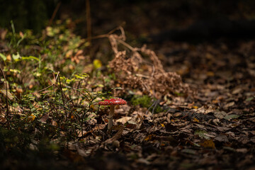 Fly agaric Amanita muscaria in a forest at fall.