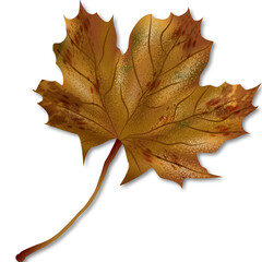 Brown marple leaf