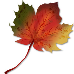 Obraz premium Multicokor marple leaf