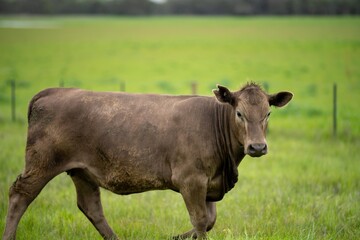 Regenerative Stud Angus, wagyu, Murray grey, Dairy and beef Cows and Bulls grazing on grass and pasture in a field. The animals are organic and free range, being grown on an agricultural farm