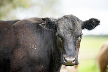 agriculture field,  beef cows in a field.  wagyu cattle herd grazing on pasture on a farm. fat cow