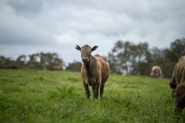 Regenerative agriculture cows in the field, grazing on grass and pasture in Australia, on a farming ranch. Cattle eating hay and silage. breeds include speckle park, Murray grey, angus, wagyu, dairy.