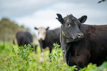 sustainable agriculture cow farm in a field, beef cows in a field. livestock herd grazing on grass...