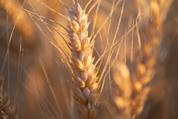 background field of ripe yellow golden spikelet of wheat with a mustache, spikelets gradient...
