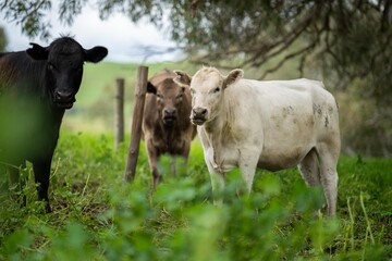 agriculture field, herd of beef cows in a field. springtime on a farm with wagyu cattle. fat cow