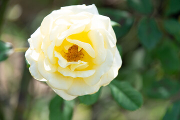 薔薇