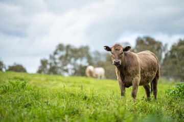 agriculture field, herd of beef cows in a field. springtime on a farm with wagyu cattle. fat cow