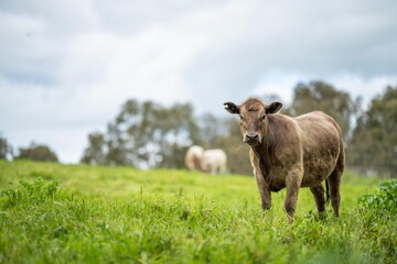 agriculture field,  beef cows in a field.  wagyu cattle herd grazing on pasture on a farm. fat cow
