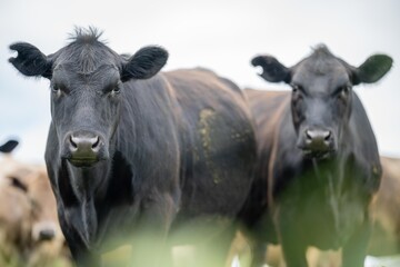 herd of Cows grazing on pasture in a field. regenerative angus cattle in a paddock