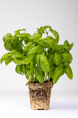 Fresh Basil in a pot isolated on light background