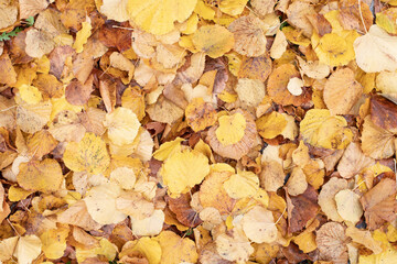 Autumn colored foliage lies on the ground forming a background.