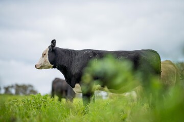 Fototapeta premium sustainable agriculture cow farm in a field, beef cows in a field. livestock herd grazing on grass on a farm. african cow, healthy regenerative food production