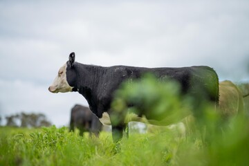 Regenerative Stud Angus, wagyu, Murray grey, Dairy and beef Cows and Bulls grazing on grass and...