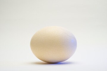 ostrich egg isolated on white background for podium background