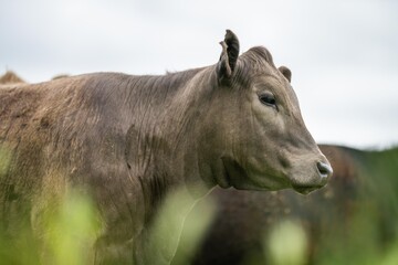 sustainable agriculture cow farm in a field, beef cows in a field. livestock herd grazing on grass on a farm. african cow, healthy regenerative food production