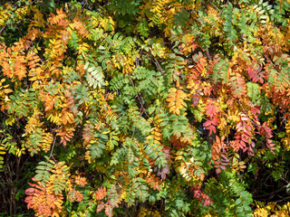 Rowan tree leaves with changing colours in autumn