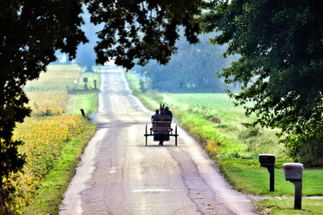 Amish Buggy on rural road framed by tree leaves
