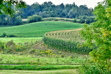 Fototapeta na wymiar Cornfield with curved corners and flowing, curved hillsides