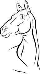 Vector image of a horse head, graceful portrait of a horse with black outlines