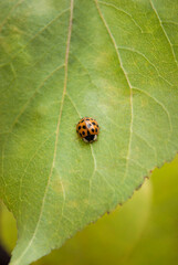 colorful ladybug sitting on a green leaf