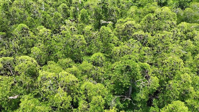 Sunda flying foxes, Acerodon mackloti, fly above a remote mangrove forest where they roost in Indonesia. Mangroves provide vital habitat for invertebrates, fish, birds, and fruit bats.