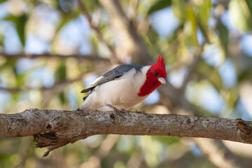 Paroaria coronata